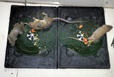 Picture of Rat & Mouse Bond Traps, idur Marar CD , Glue Trap 5 Pieces Combo 