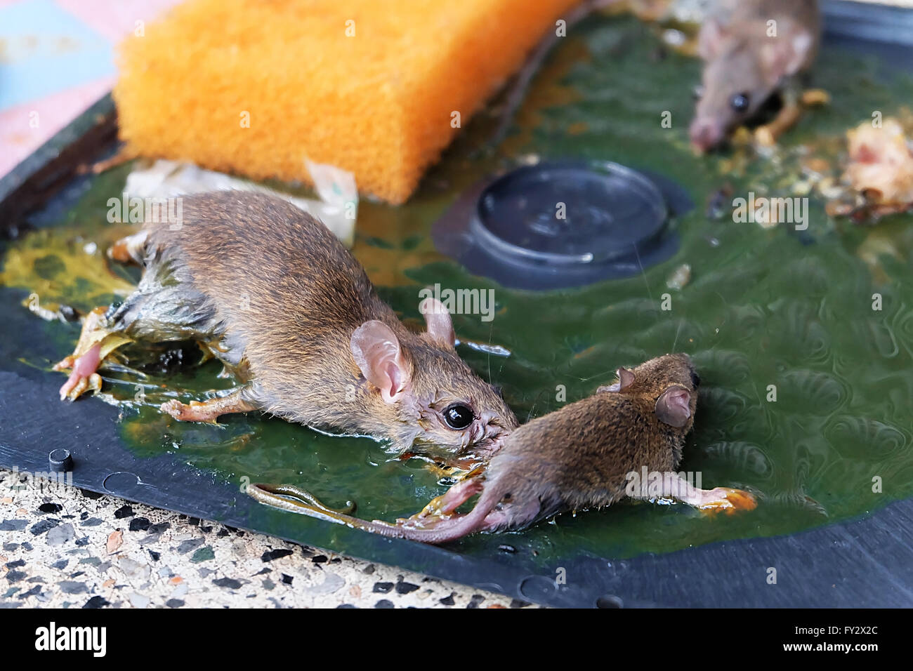 Picture of Rat & Mouse , idur Marar CD , Glue Trap 5 Pieces Combo 