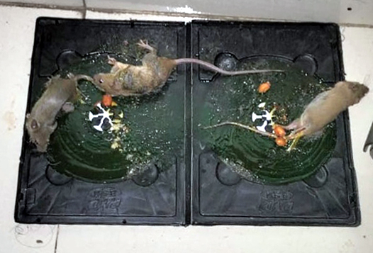 Picture of Rat & Mouse , idur Marar CD , Glue Trap 5 Pieces Combo 