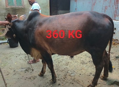 Picture of Cow / ষাঁড় (360 Kg Approx.)