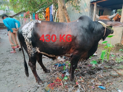Picture of Cow / ষাঁড় (430 Kg Approx.)