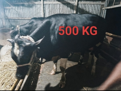 Picture of Cow / ষাঁড় (500 Kg Approx.)