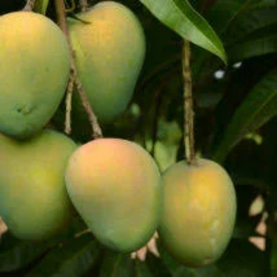 Picture of Khirsapat Mango | খিরসাপাত আম – (10 Kg)