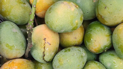 Picture of Gopalbhog Mango | গোপালভোগ আম-(5Kg)