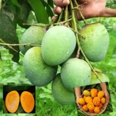 Picture of Garden Fresh Himshagor Mango 5 Kg