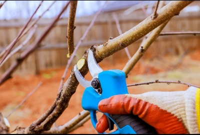 Picture of Professional Garden Pruner Scissors – Sharp Stainless Steel Bypass Secateur for Plant & Branch Cutting